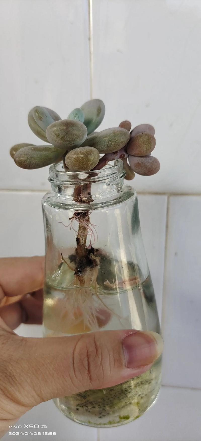 多肉植物能不能水培