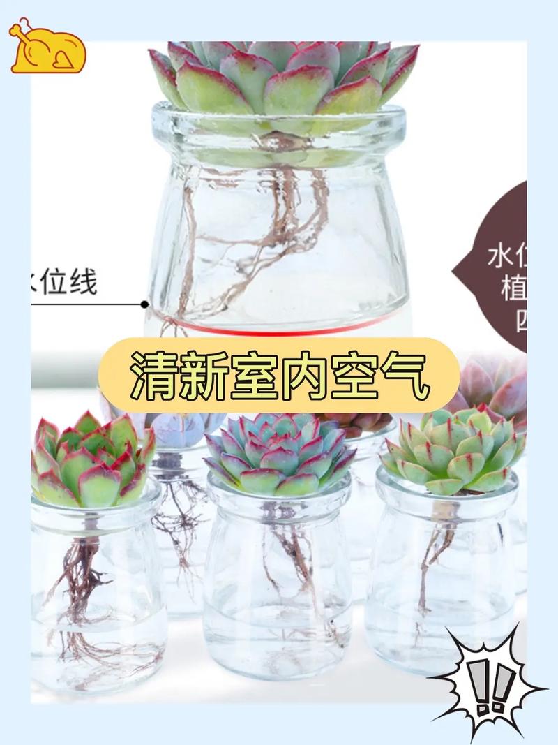 多肉可以用水养吗