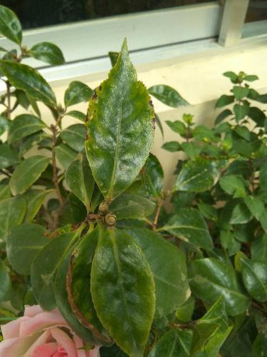 茶花叶子发黄的原因及正确养殖方法