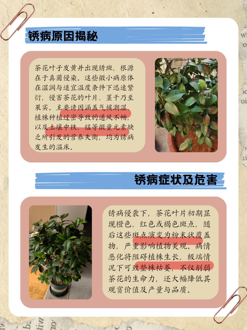 茶花黄叶子怎么回事