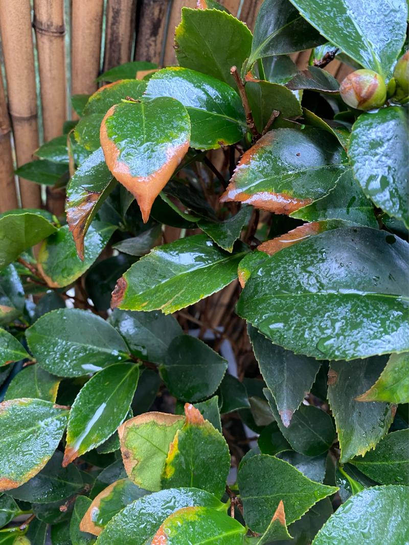 茶花叶子黄不结花苞怎么办