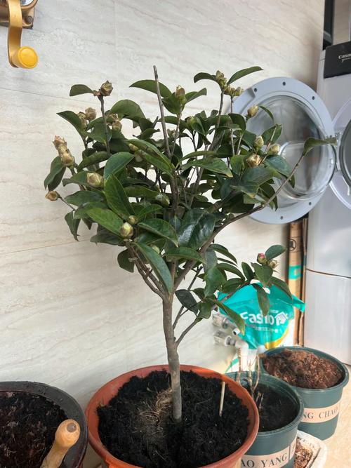 茶花怎么养叶子枯黄茶花叶子发黄干枯怎么办