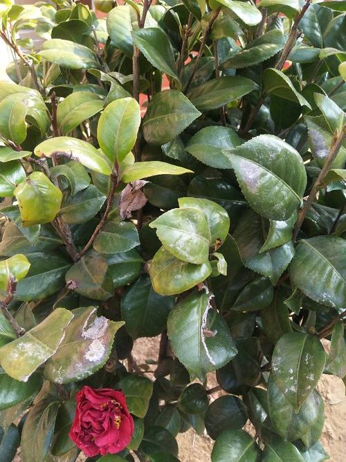 茶花叶子变黄变脆,是否死?