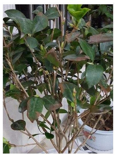 茶花树叶子发黄枯萎怎么办