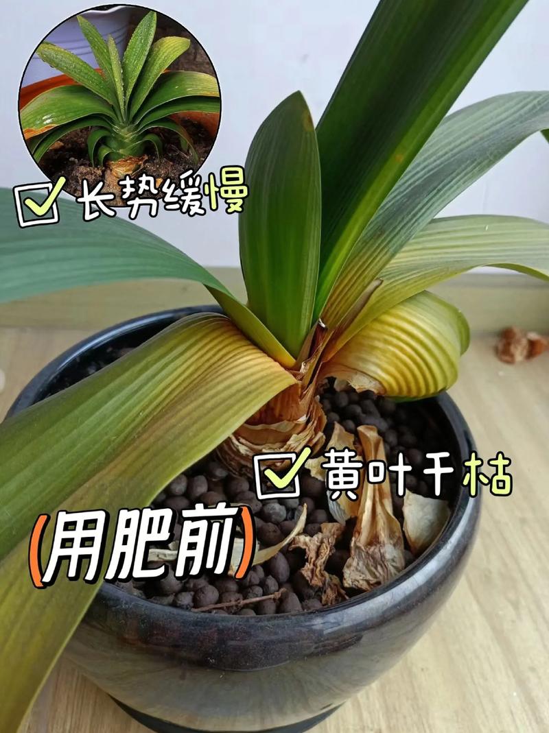 君子兰施什么肥比较好?