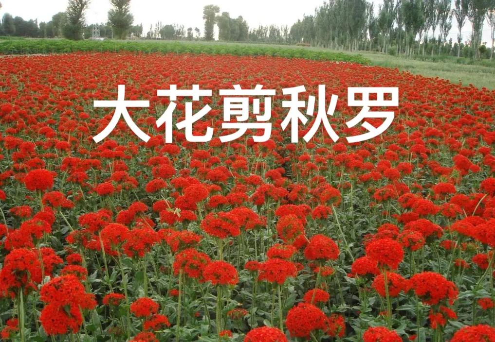剪秋罗的花期及其控制