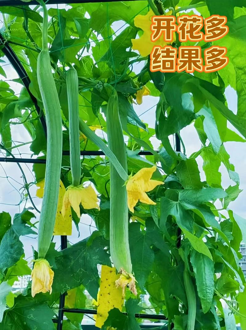 丝瓜为什么只开花不结瓜?