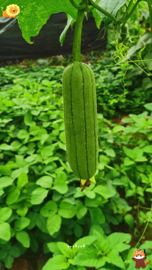 丝瓜开花不结果什么原因