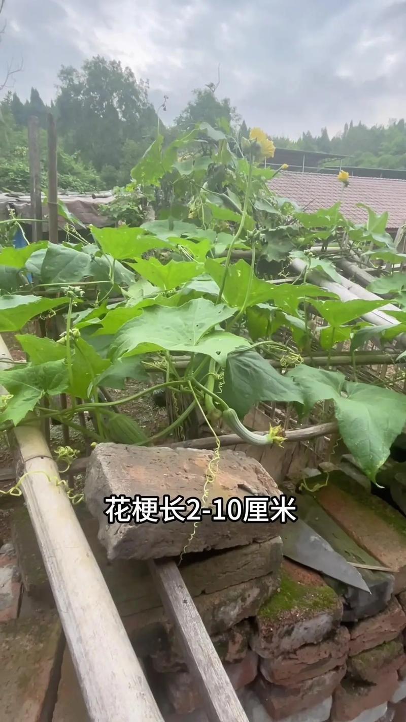 丝瓜为啥只长藤不结果?