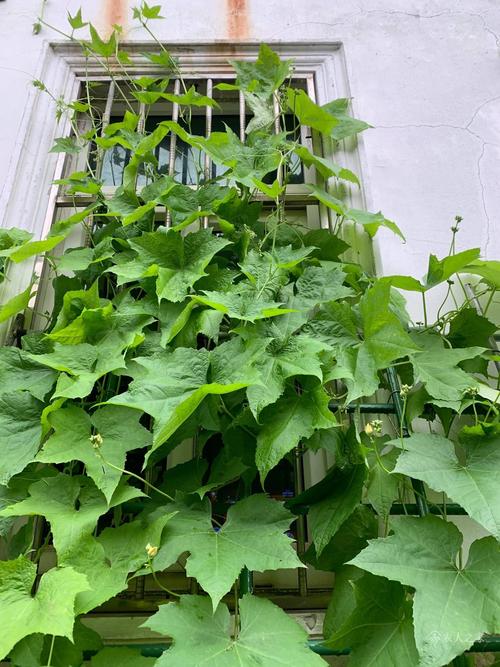丝瓜为什么不开花结果?
