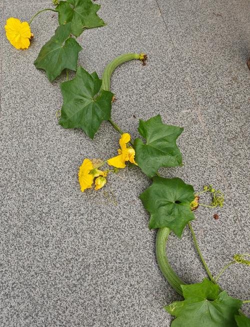 丝瓜开花不结果怎么回事