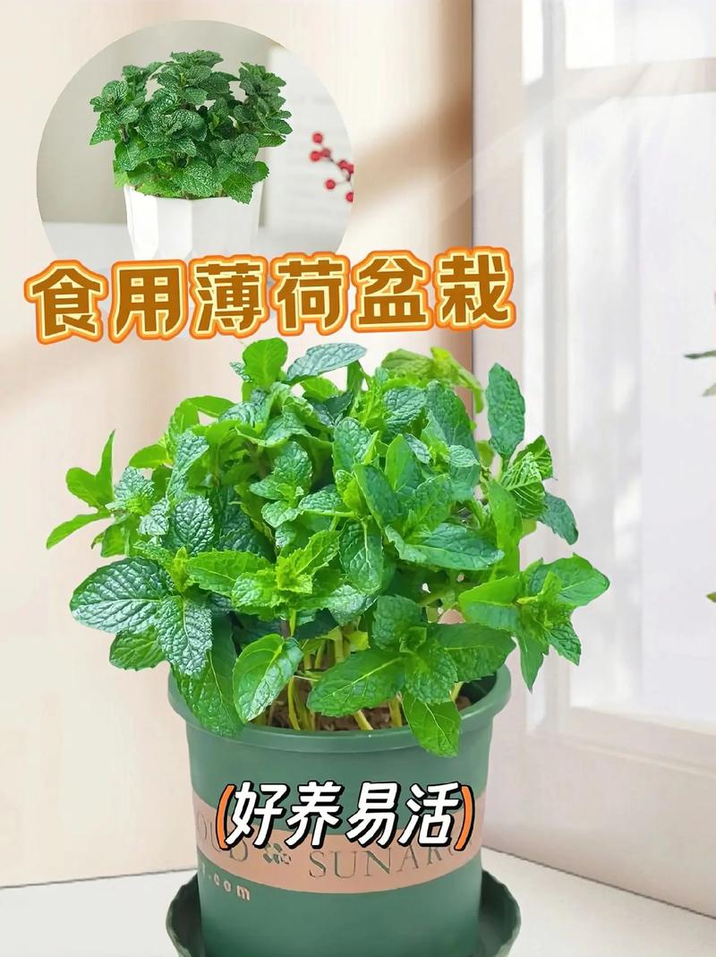刚买回来的薄荷怎么养