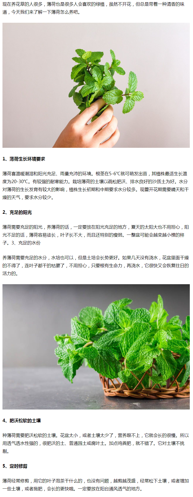 新买的薄荷怎么养