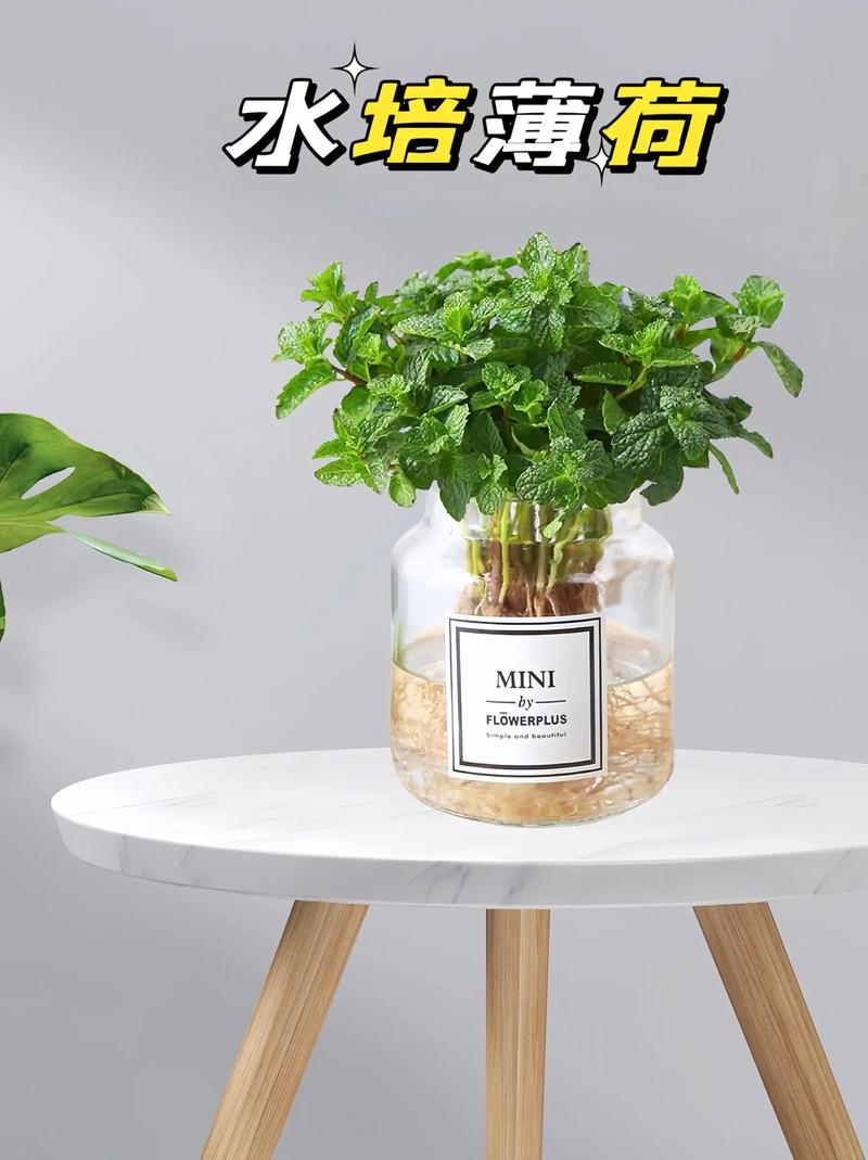薄荷盆栽怎么养