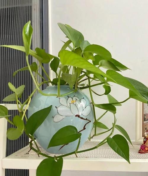 绿萝过冬怎么养
