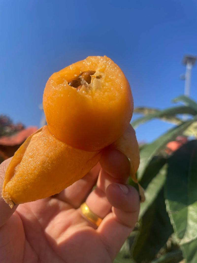 枇杷煮熟还是凉性吗
