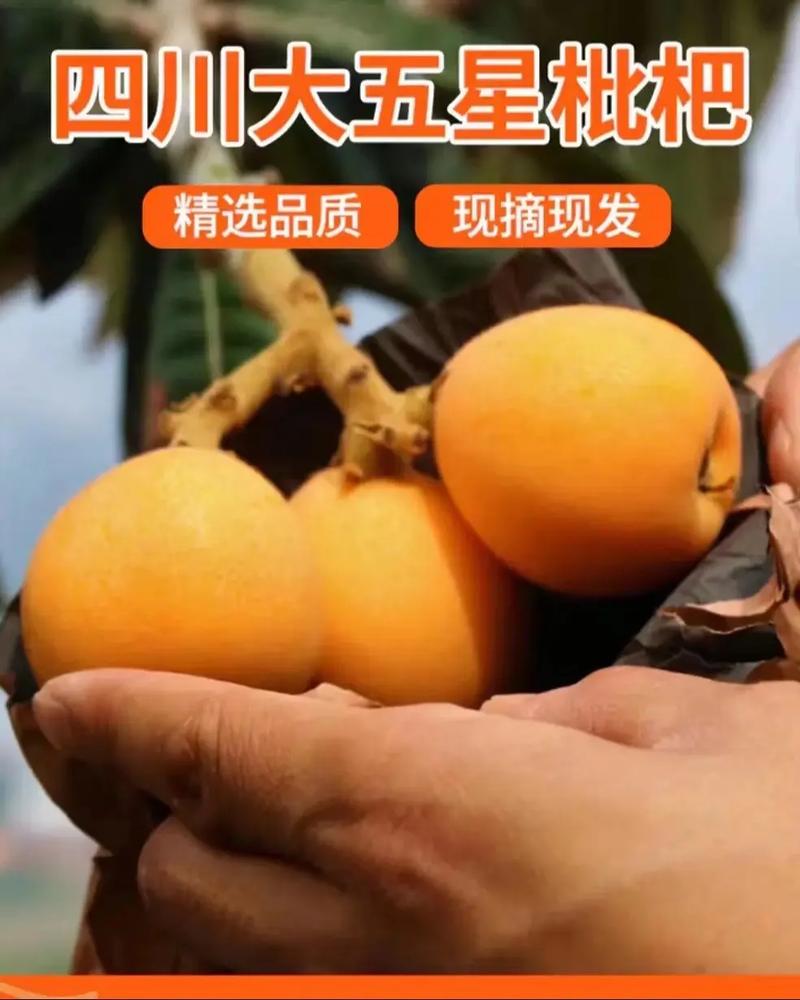 枇杷温性还是凉性