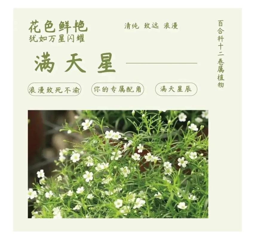 满天星的花语和寓意