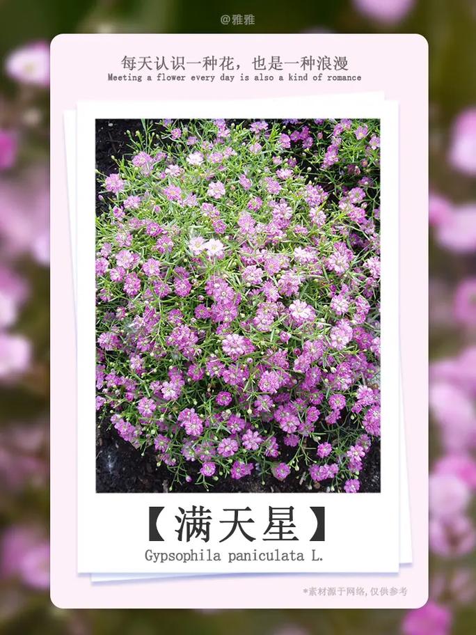 满天星的花语代表着什么
