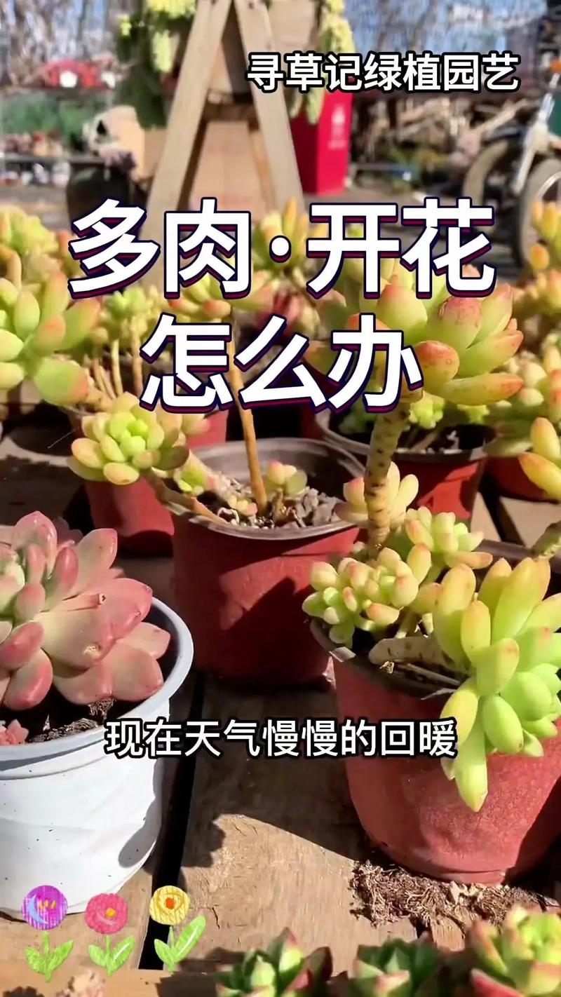 多肉开花有什么寓意,开花预示着什么意思