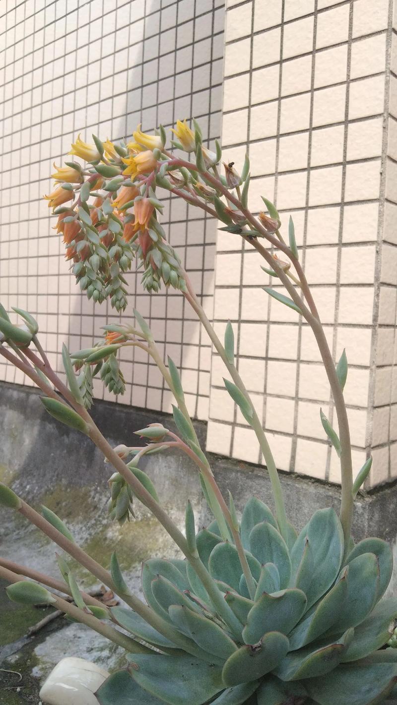 多肉开花什么预兆