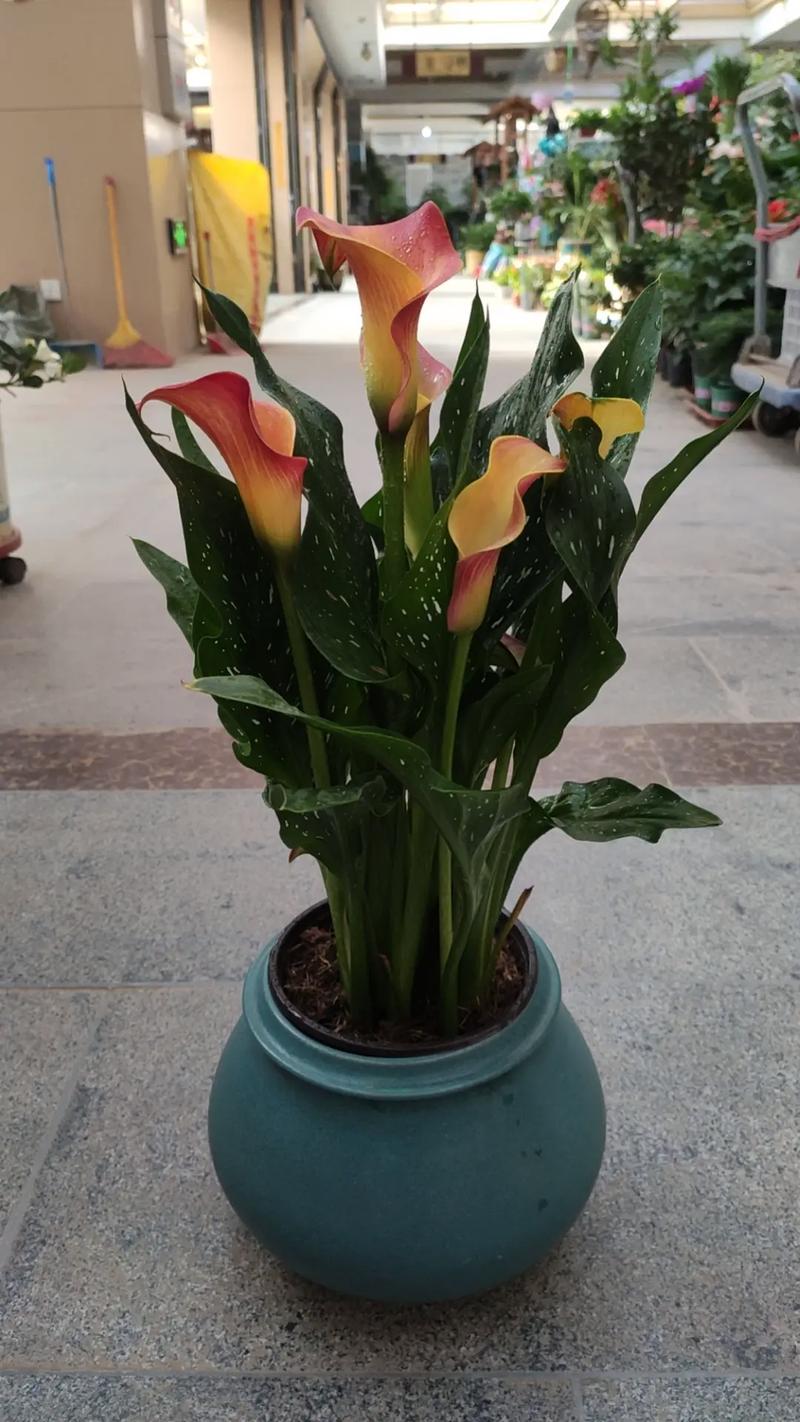 马蹄莲好养吗?