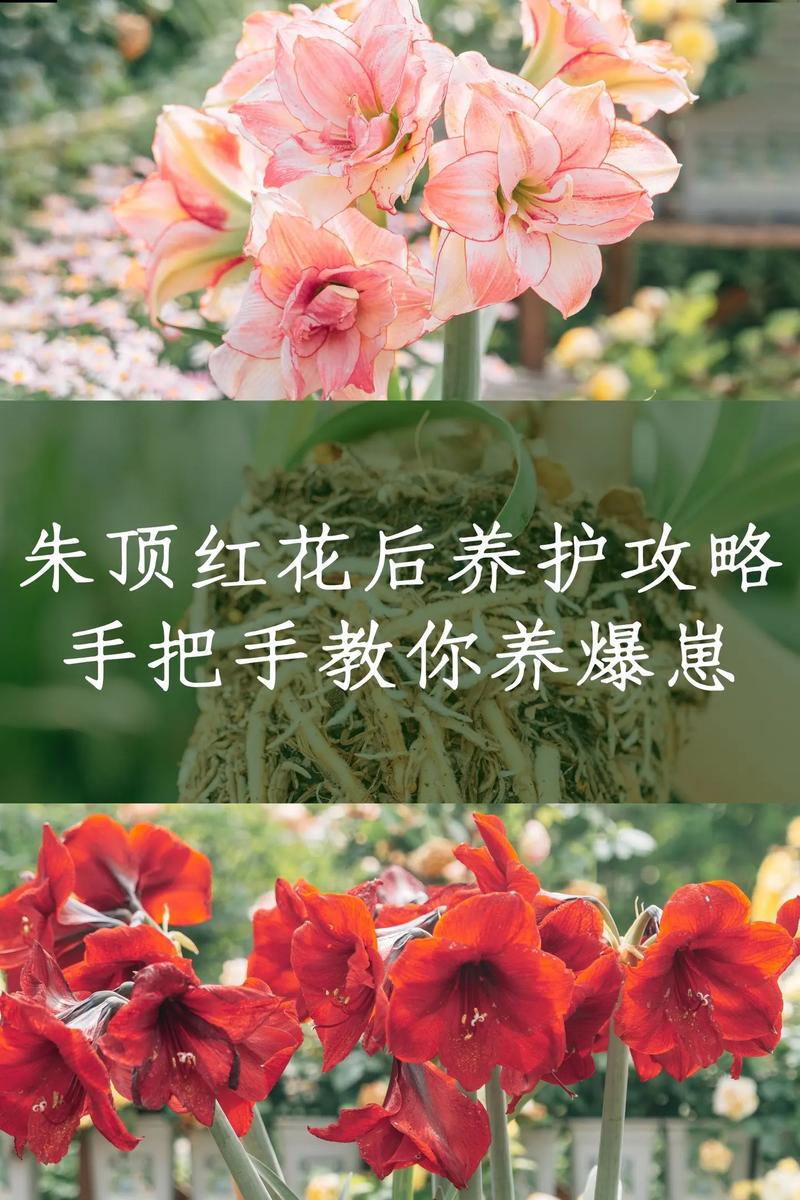 朱雀花的养殖方法是什么呢?注意事项呢?