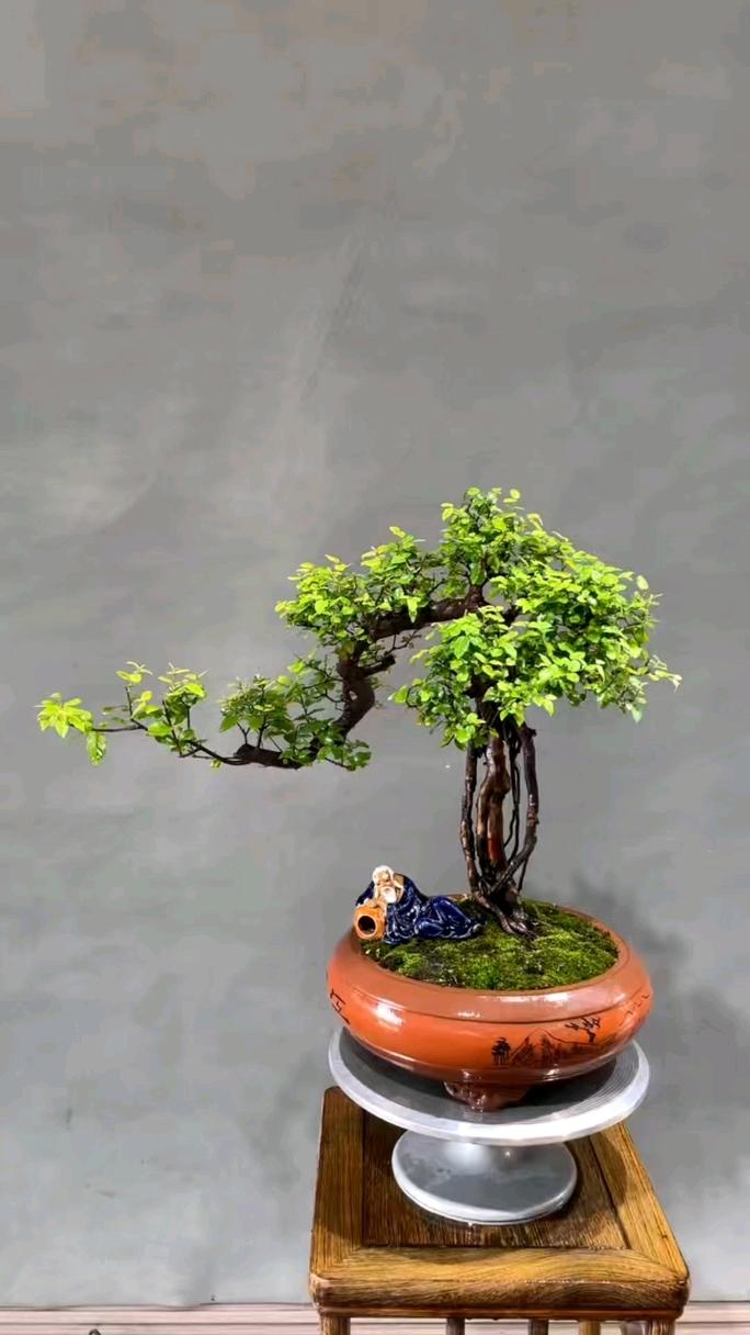 朱雀花的盆栽制作
