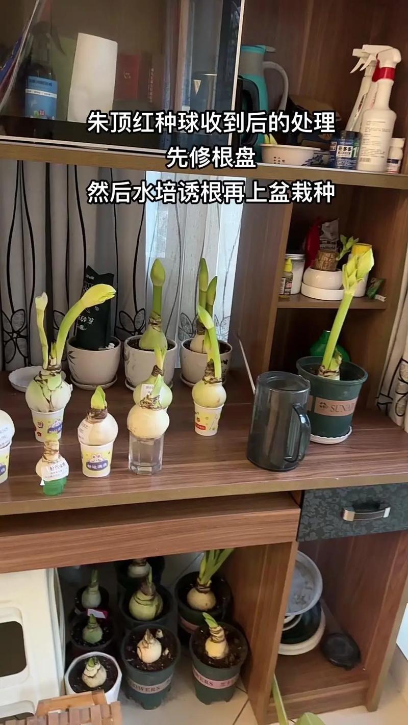 养殖朱雀花的注意事项
