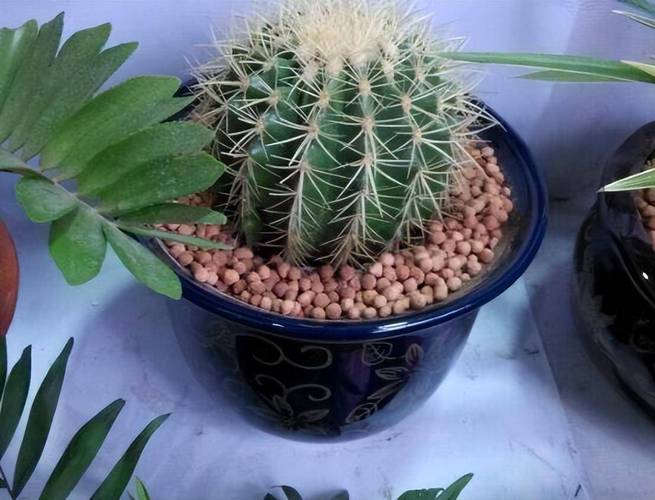 养好金琥球的要点介绍