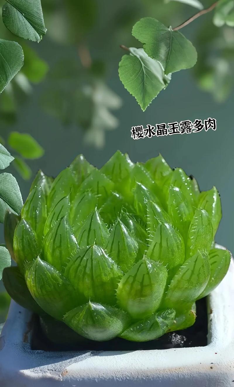 多肉植物樱水晶怎么养