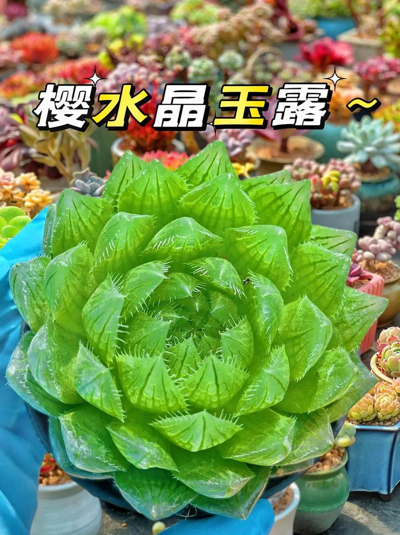 樱水晶怎么养更胖