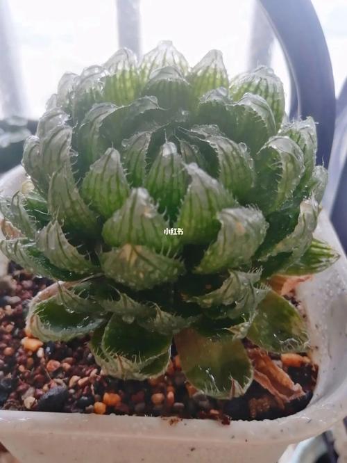 樱水晶怎么养长的好