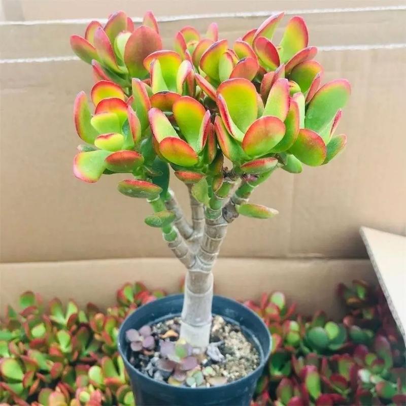 你知道花月金可以防辐射吗?
