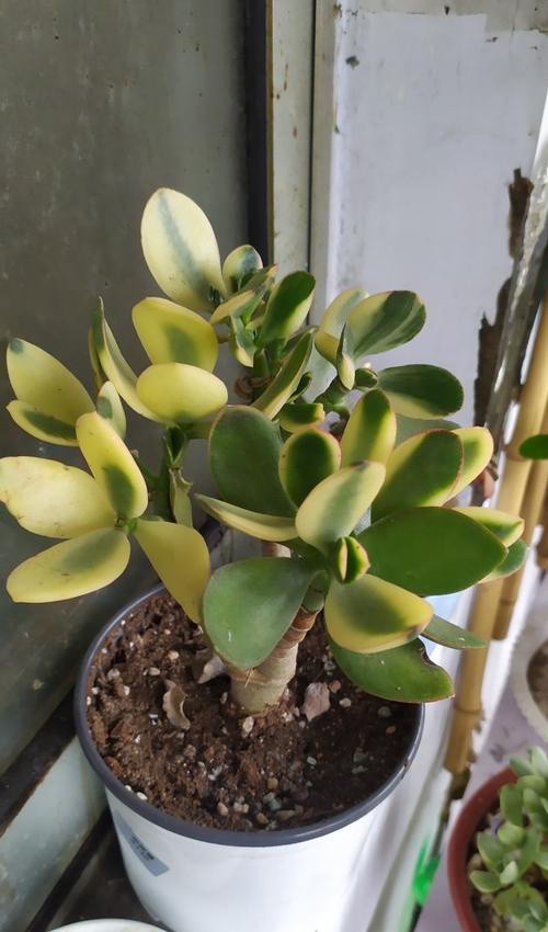花月锦的养殖方法和注意事项大全