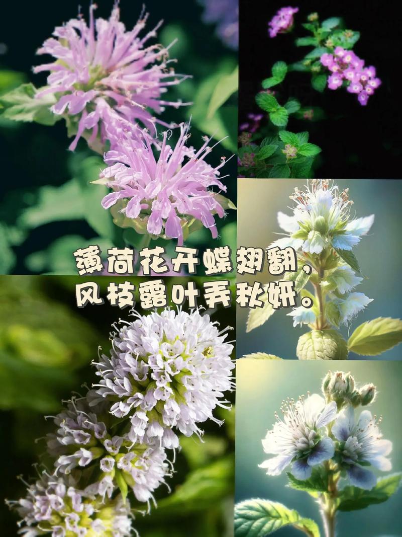 薄荷的花语和文化传说？你知道薄荷花的花语吗？