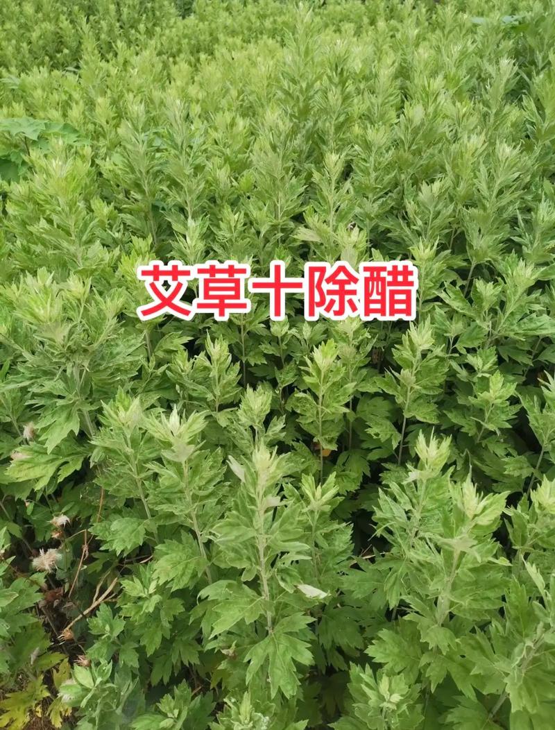 艾草有什么作用,艾草能减肥吗