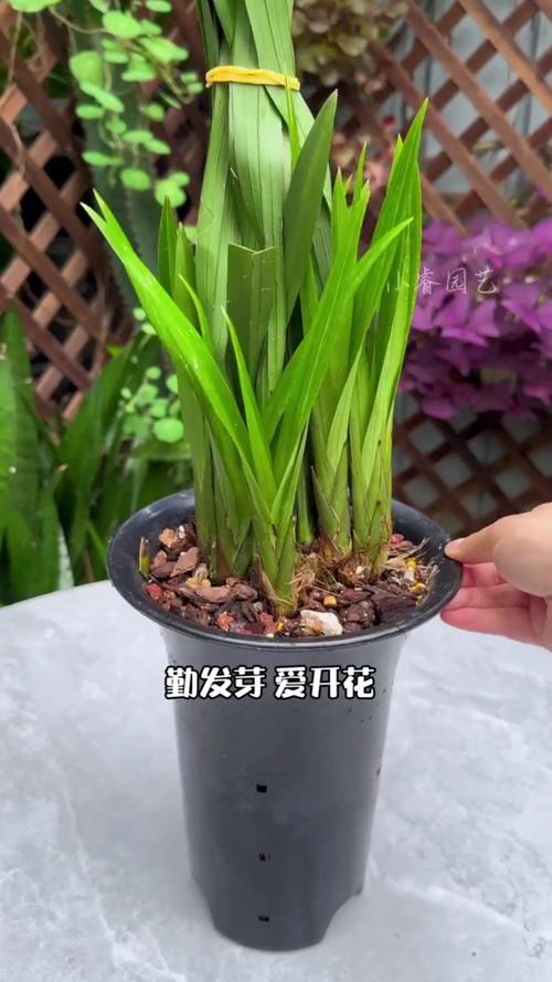 兰花多发芽的秘诀是什么