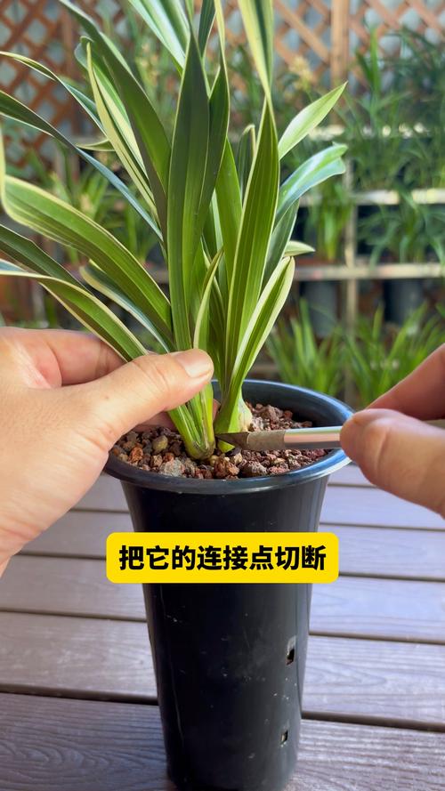 兰花怎么养发芽快,教你兰花多发芽的秘诀(2个要点)