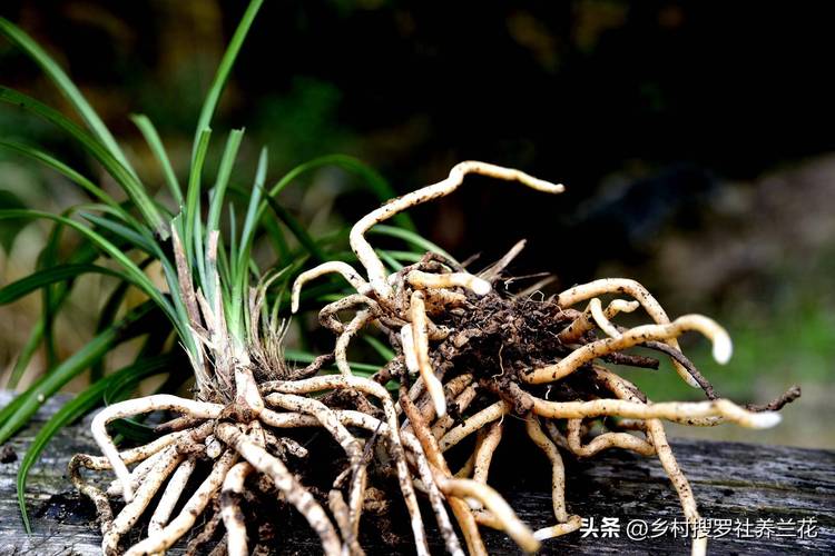养好兰花的秘诀(养根秘诀)