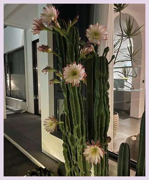 仙人球能放在客厅吗?