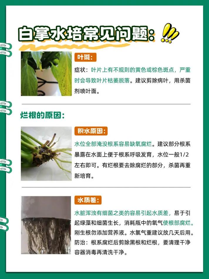 植物一帆风顺怎么养