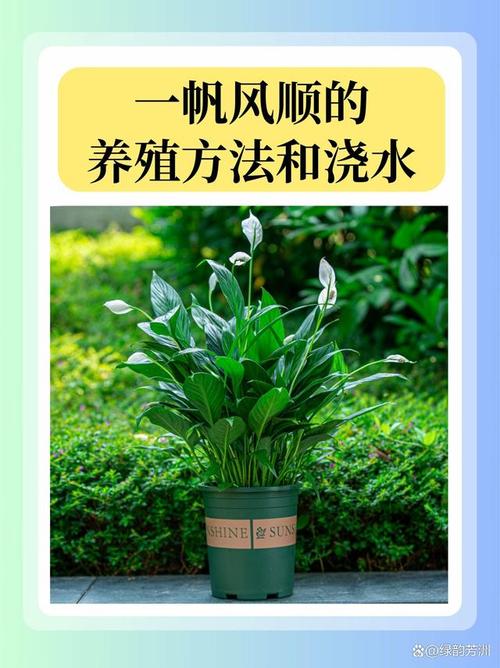 一帆风顺室内养殖方法