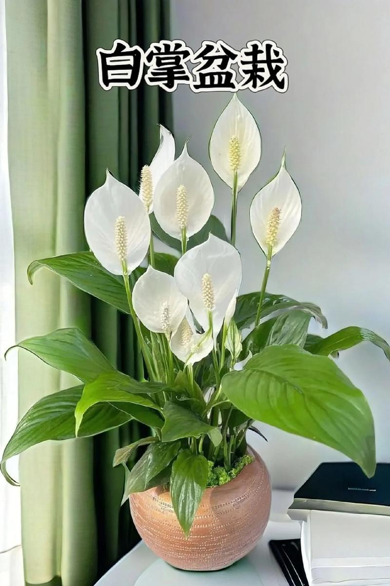 植物一帆风顺怎么养护