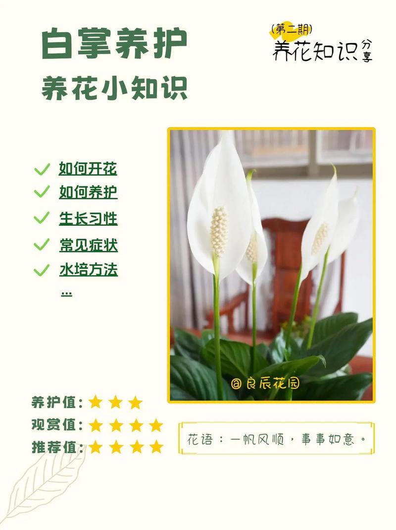 花卉一帆风顺怎么养