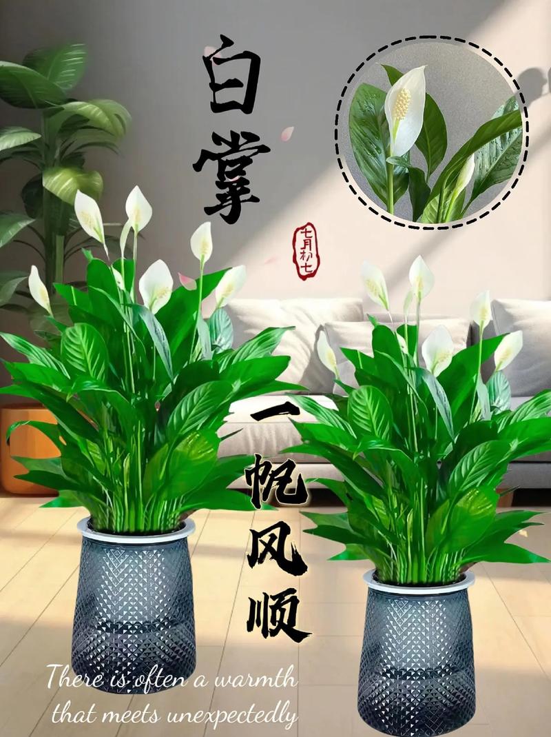 新买的一帆风顺怎么养