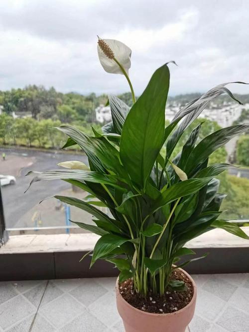 一帆风顺花怎么养旺盛