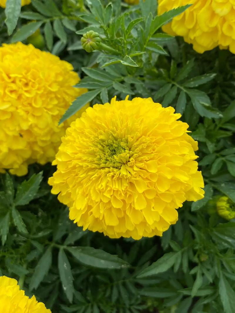 盆栽万寿菊的养殖方法