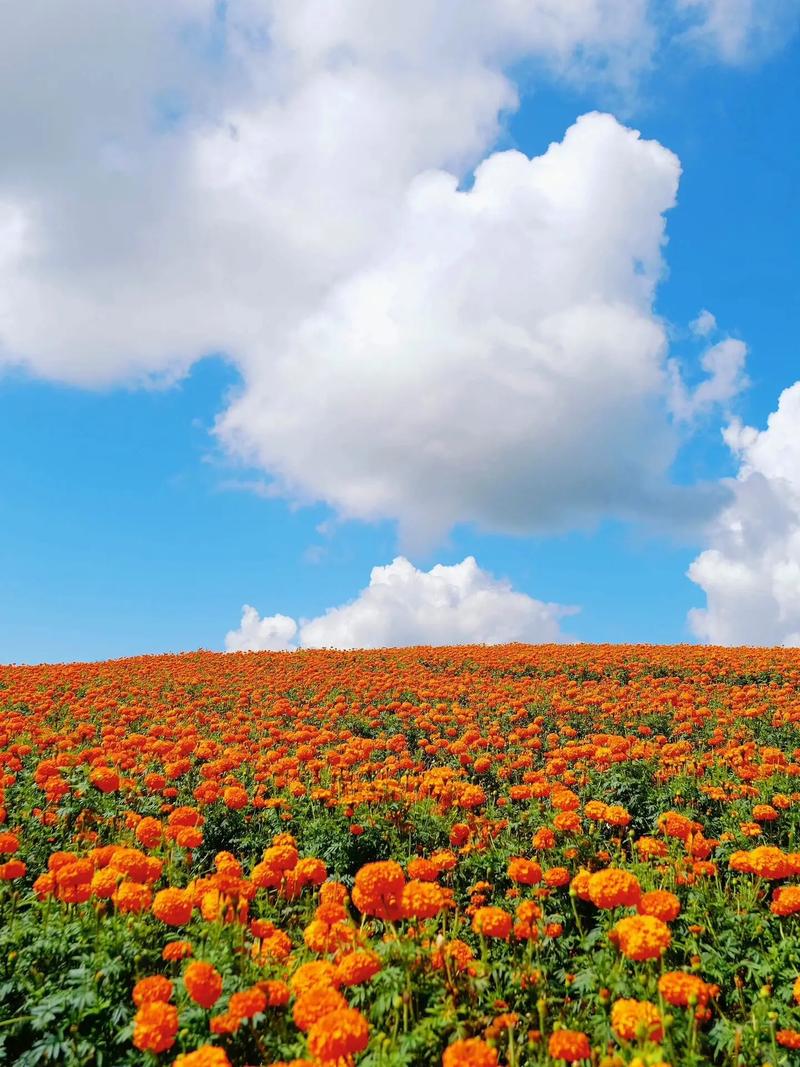万寿菊怎么养才开花