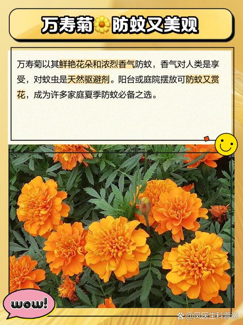 万寿菊的养殖方法和注意事项有哪些